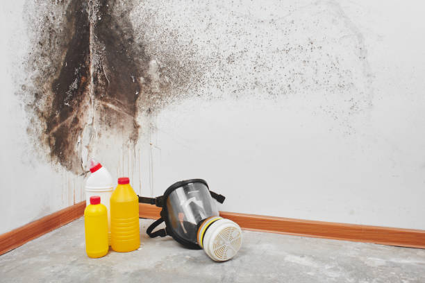 Best Kitchen Mold Remediation in Ashdown, AR