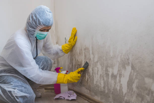 Best Bathroom Mold Remediation in Ashdown, AR