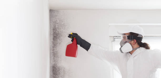 Ashdown, AR Mold Remediation Company