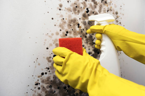 Best Industrial Mold Remediation in Ashdown, AR