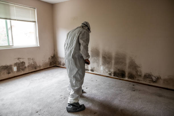 Best Health and Safety Mold Remediation in Ashdown, AR