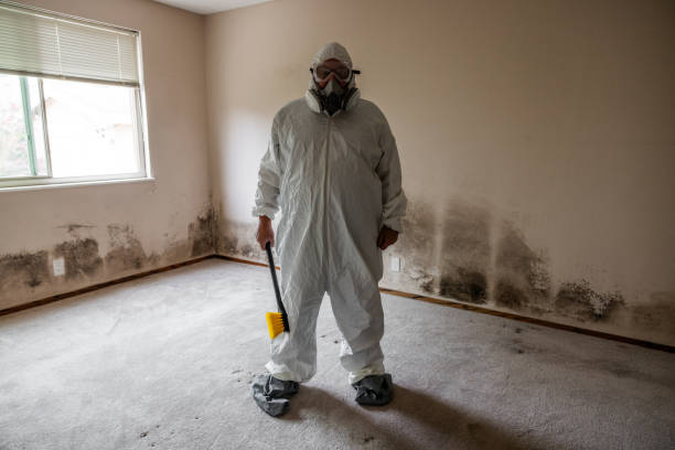 Best Attic Mold Remediation in Ashdown, AR