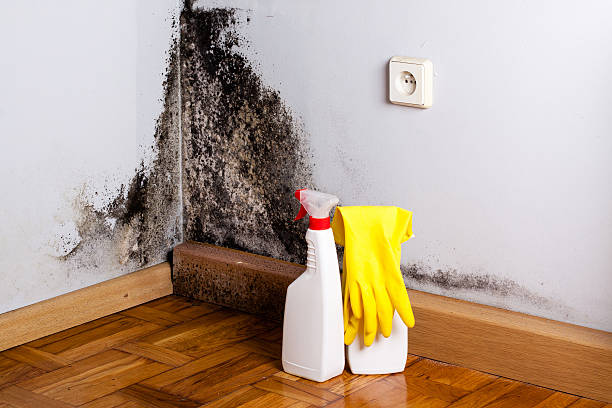 Best DIY Mold Remediation Support Services in Ashdown, AR